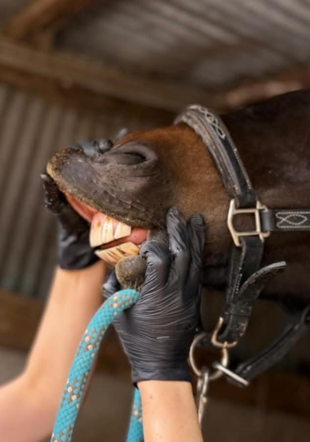 Equine dental examination in progress